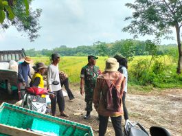 Babinsa dan PPL Nogosari Dampingi Petani Panen Padi