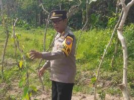 Tak Sekadar Jaga Kamtibmas, Polisi di Jombang Kini Fokus Kembangkan Uwi Ungu