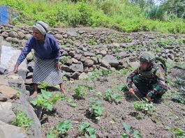 Aksi Humanis TNI di Papua Pegunungan, Prajurit Bantu Warga Wujudkan Ketahanan Pangan