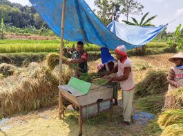 Dukung Ketahanan Pangan, Babinsa Turun Ke Sawah Dampingi Warga Panen Padi