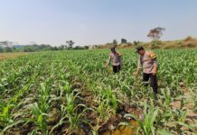 Polsek Jogoroto Pantau Perkembangan Tanaman Jagung, Dukung Ketahanan Pangan Nasional