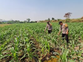 Polsek Jogoroto Pantau Perkembangan Tanaman Jagung, Dukung Ketahanan Pangan Nasional