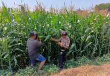 Dukung Asta Cita Presiden Prabowo, Polsek Tembelang Jombang Kawal Panen Jagung Hibrida
