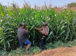 Dukung Asta Cita Presiden Prabowo, Polsek Tembelang Jombang Kawal Panen Jagung Hibrida