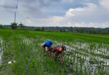 Gulma Ancam Produktivitas Padi, Babinsa di Sragen Turun Langsung Bantu Petani Rawat Sawah