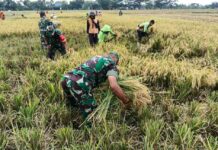 Babinsa Dampingi Panen, Petani Sragen Optimistis Produktivitas Padi Tetap Terjaga